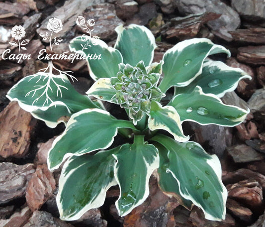Mouse On The Moon Hosta