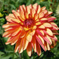 Crazy Legs Dahlia