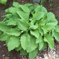 Mrs Minky Hosta Plants online shopping