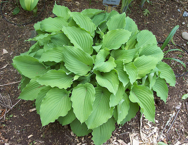 Mrs Minky Hosta Plants online shopping