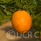 Washington Sanguine Blood Orange Budwood citrus plant material online shopping