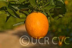 Washington Sanguine Blood Orange Budwood citrus plant material online shopping