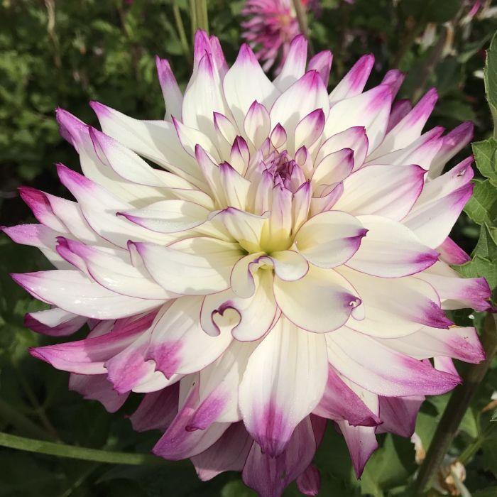 Tipsy Dahlia Plants online shopping