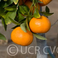 Hickson Mandarin Budwood citrus plant material online shopping