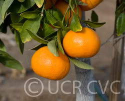 Hickson Mandarin Budwood citrus plant material online shopping