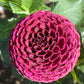 Crossfield Ebony Dahlia