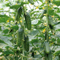 Marketmore 76 Organic Cucumber