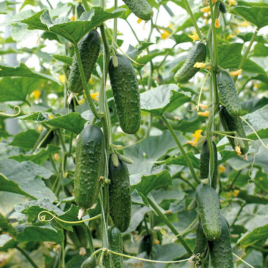 Marketmore 76 Organic Cucumber Seeds online shopping