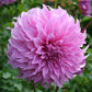 Vassio Meggos Dahlia Plants online shopping