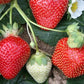 Flavorfest June Bearing Strawberry