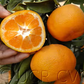 Aoshima Satsuma Mandarin Budwood citrus plant material online shopping