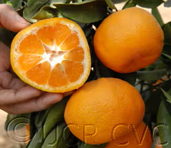 Aoshima Satsuma Mandarin Budwood citrus plant material online shopping