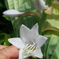 Michigander Hosta Plants online shopping