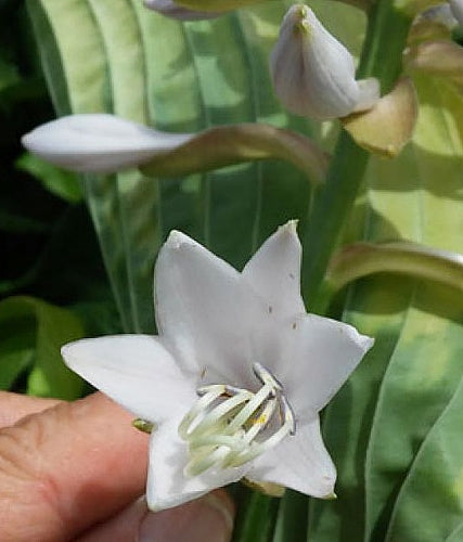 Michigander Hosta Plants online shopping