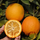 Seville Sour Orange Plant citrus plant material online shopping