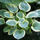 Lakeside Cupid’s Cup Hosta Plants online shopping