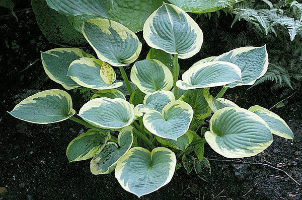 Lakeside Cupid’s Cup Hosta Plants online shopping