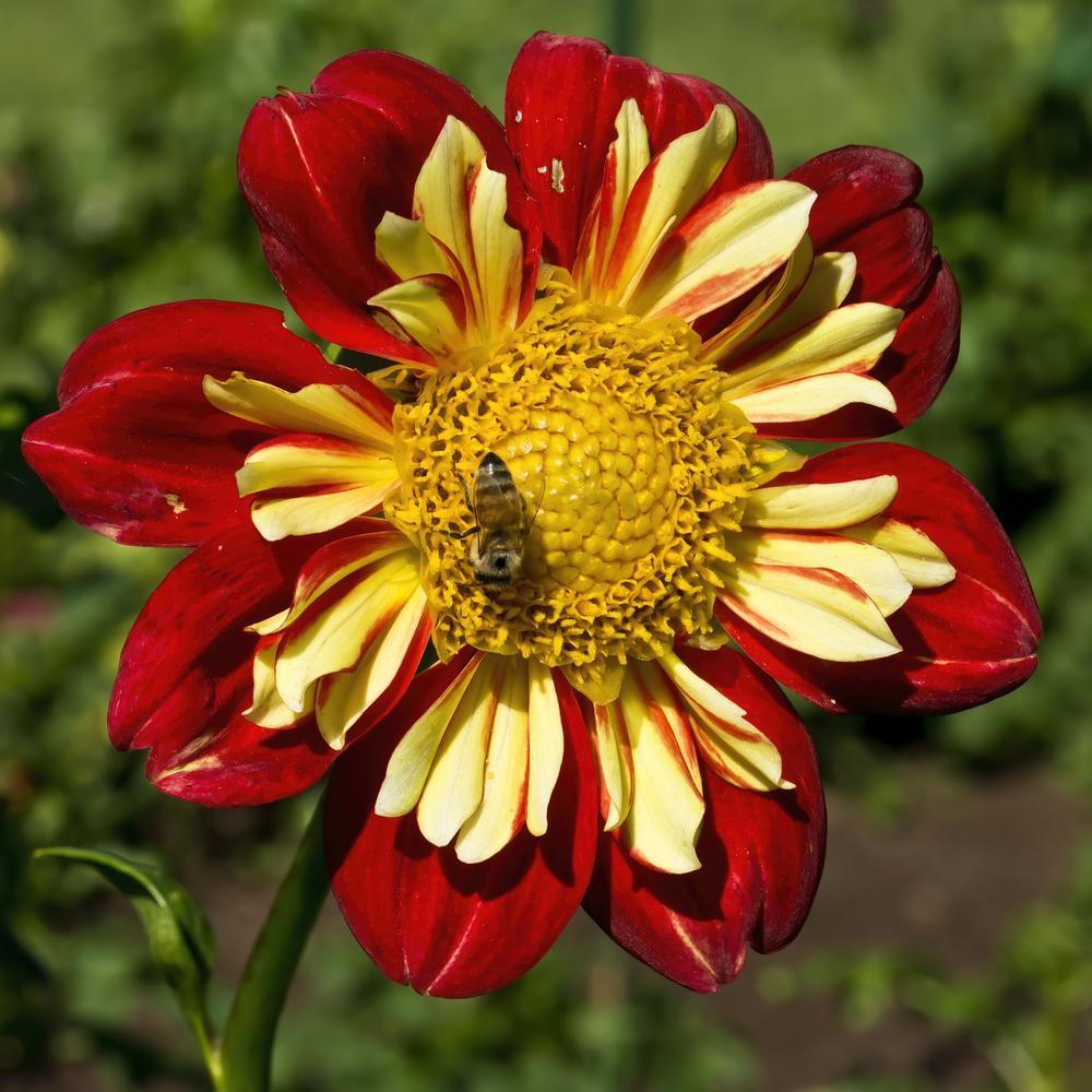 Wheels Dahlia Plants online shopping