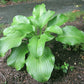 Grape Fizz Hosta Plants online shopping