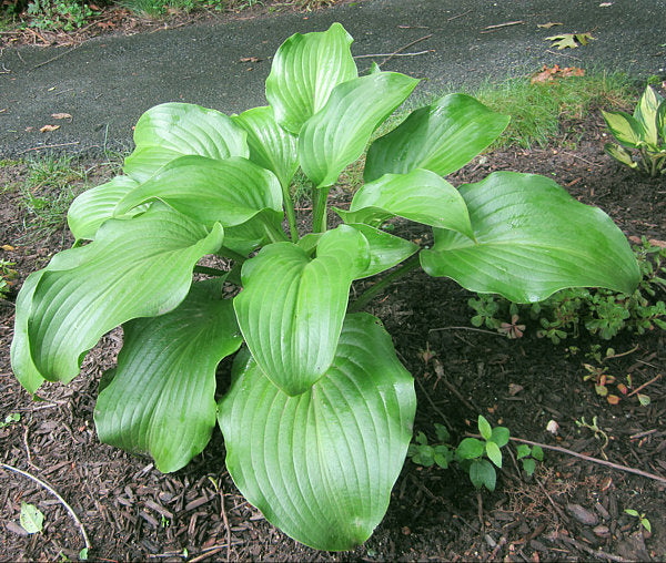 Grape Fizz Hosta Plants online shopping