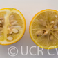 Hiryu Flying Dragon Trifoliate Budwood citrus plant material online shopping