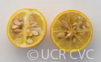 Hiryu Flying Dragon Trifoliate Budwood citrus plant material online shopping