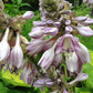 Old Glory Hosta Plants online shopping