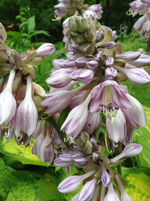 Old Glory Hosta Plants online shopping