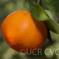 Sunburst Mandarin Budwood citrus plant material online shopping