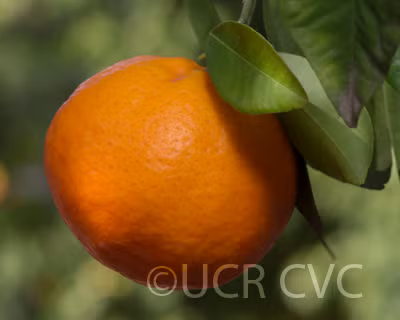 Sunburst Mandarin Budwood citrus plant material online shopping