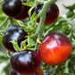 Indigo Rose Organic Tomato