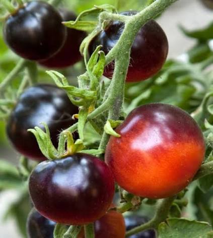 Indigo Rose Organic Tomato