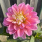 Gabbie’s Wish Dahlia