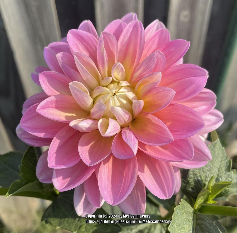 Gabbie’s Wish Dahlia