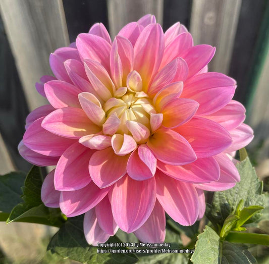 Gabbie’s Wish Dahlia