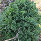 Catnip seeds online shopping