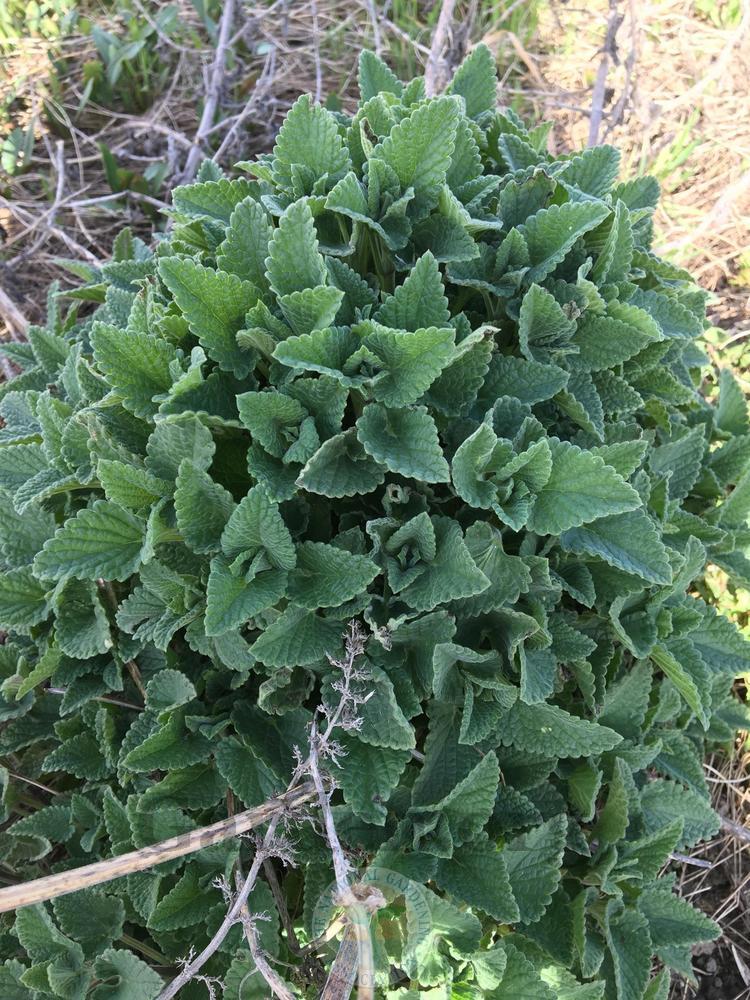 Catnip seeds online shopping