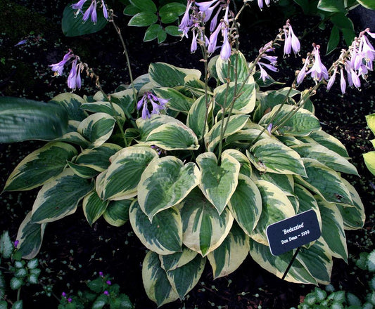 Bedazzled Hosta Plants online shopping