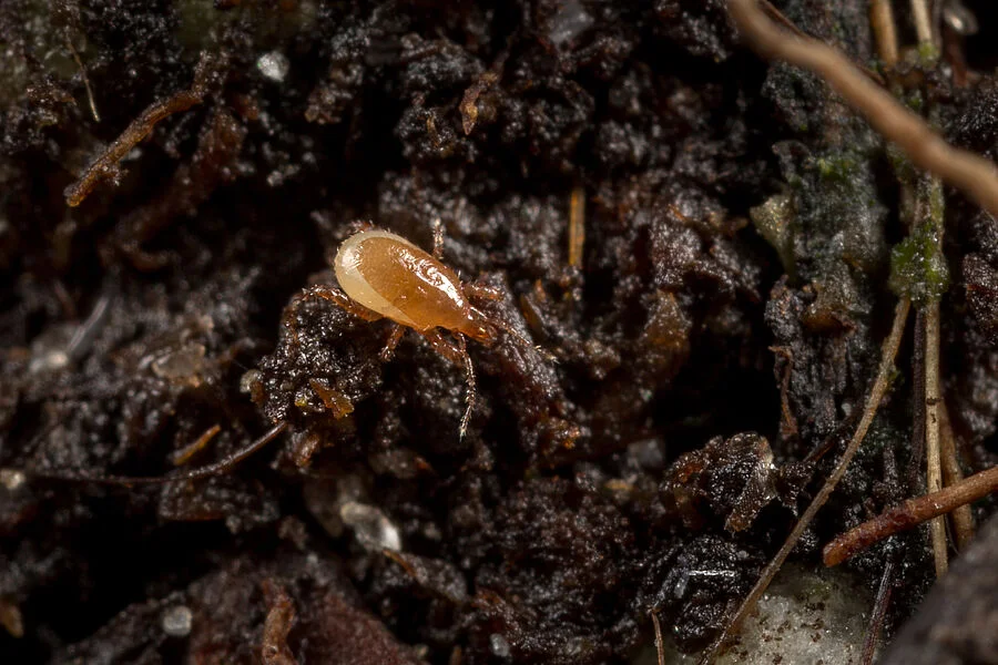 Macro Mite Predatory Mite