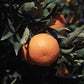 Nova Mandarin Budwood citrus plant material online shopping