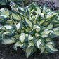Hans Hosta Plants online shopping