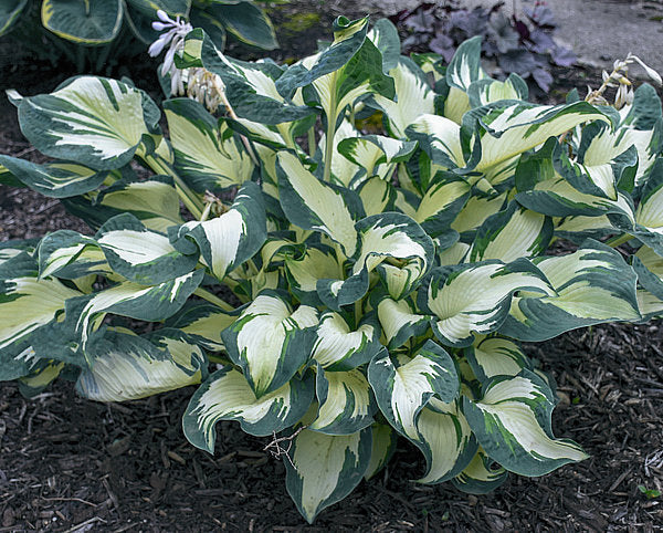 Hans Hosta Plants online shopping