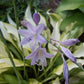 Pineapple Upsidedown Cake Hosta Plants online shopping