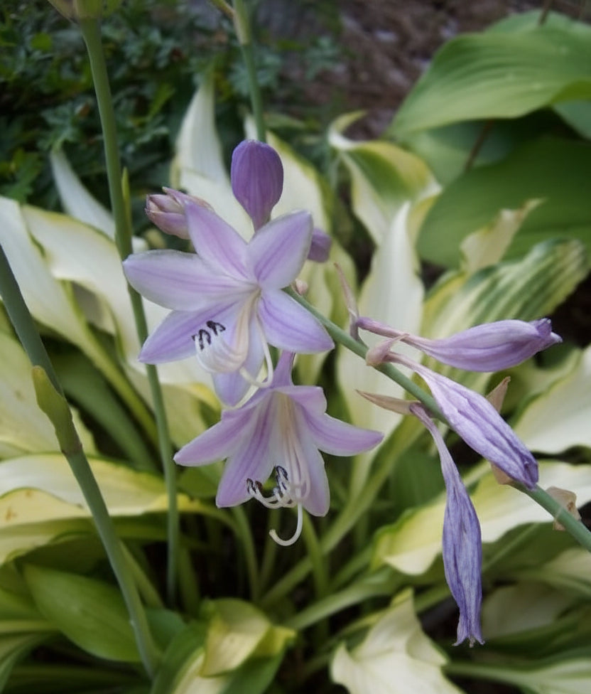Pineapple Upsidedown Cake Hosta Plants online shopping