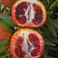Amoa 8 Tangor Mandarin Budwood citrus plant material online shopping
