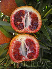 Amoa 8 Tangor Mandarin Budwood citrus plant material online shopping