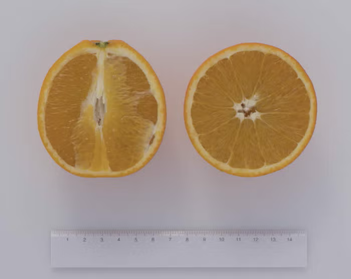 Pehrson #3 Valencia Orange Budwood citrus plant material online shopping
