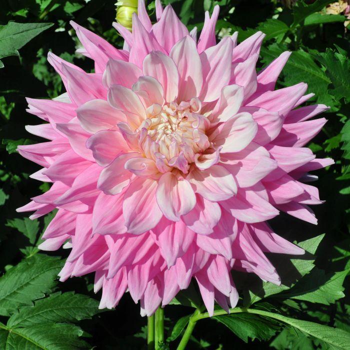 Mother’s Love Dahlia