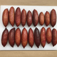 Pink Sunset Australian Finger Lime Budwood citrus plant material online shopping