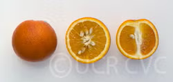 Delfino Blood Orange Budwood citrus plant material online shopping